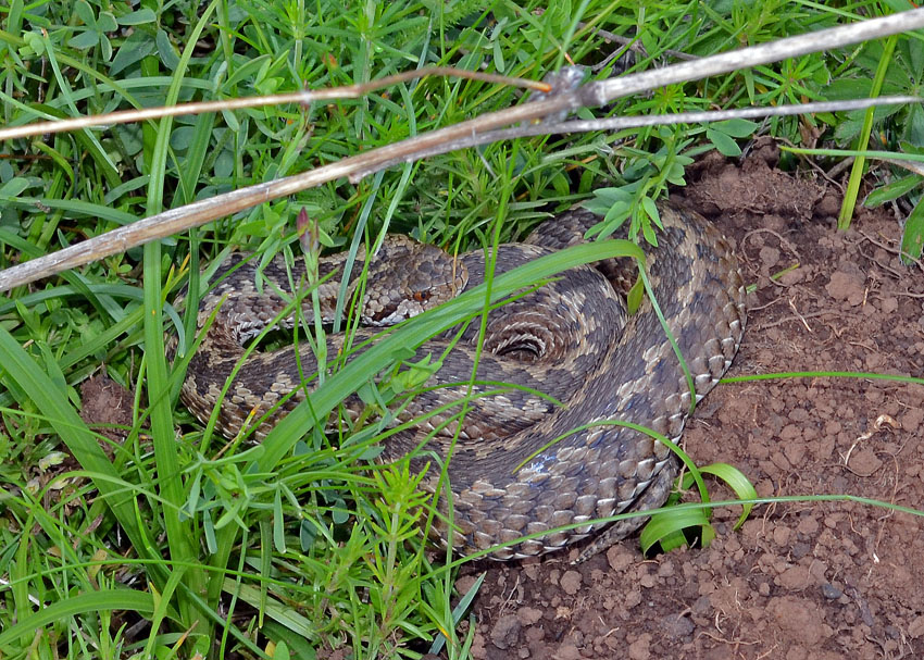 Vipera ursinii- senza foto